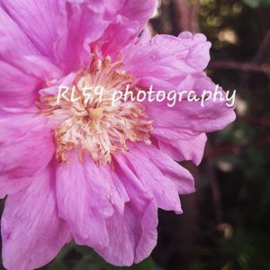 Flower photo - original! home decor, wall art